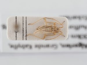  ( - BGE_ZSM_HET_0290)  @11 [ ] by-nc-sa (2024) SNSB, Staatliche Naturwissenschaftliche Sammlungen Bayerns ZSM (SNSB, Zoologische Staatssammlung Muenchen)