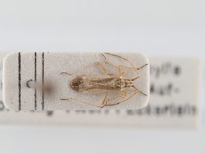  (Acetropis sinuata - BGE_ZSM_HET_0291)  @11 [ ] by-nc-sa (2024) SNSB, Staatliche Naturwissenschaftliche Sammlungen Bayerns ZSM (SNSB, Zoologische Staatssammlung Muenchen)