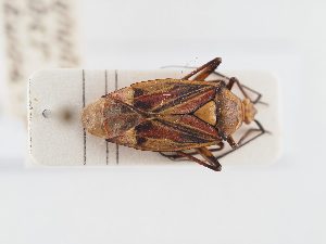  ( - BGE_ZSM_HET_0292)  @11 [ ] by-nc-sa (2024) SNSB, Staatliche Naturwissenschaftliche Sammlungen Bayerns ZSM (SNSB, Zoologische Staatssammlung Muenchen)