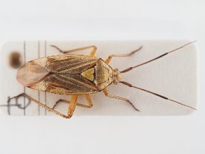  ( - BGE_ZSM_HET_0293)  @11 [ ] by-nc-sa (2024) SNSB, Staatliche Naturwissenschaftliche Sammlungen Bayerns ZSM (SNSB, Zoologische Staatssammlung Muenchen)
