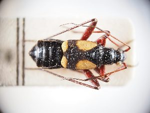  (Alloeonotus - BGE_ZSM_HET_0299)  @11 [ ] by-nc-sa (2024) SNSB, Staatliche Naturwissenschaftliche Sammlungen Bayerns ZSM (SNSB, Zoologische Staatssammlung Muenchen)