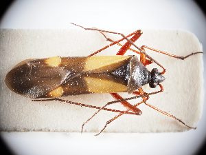  ( - BGE_ZSM_HET_0300)  @11 [ ] by-nc-sa (2024) SNSB, Staatliche Naturwissenschaftliche Sammlungen Bayerns ZSM (SNSB, Zoologische Staatssammlung Muenchen)