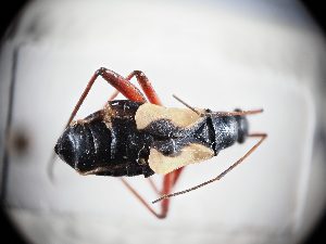  ( - BGE_ZSM_HET_0301)  @11 [ ] by-nc-sa (2024) SNSB, Staatliche Naturwissenschaftliche Sammlungen Bayerns ZSM (SNSB, Zoologische Staatssammlung Muenchen)