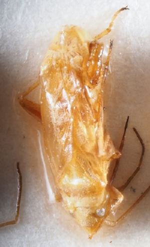  ( - BGE_ZSM_HET_0303)  @11 [ ] by-nc-sa (2024) SNSB, Staatliche Naturwissenschaftliche Sammlungen Bayerns ZSM (SNSB, Zoologische Staatssammlung Muenchen)