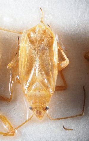  ( - BGE_ZSM_HET_0304)  @11 [ ] by-nc-sa (2024) SNSB, Staatliche Naturwissenschaftliche Sammlungen Bayerns ZSM (SNSB, Zoologische Staatssammlung Muenchen)