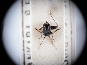  (Anapus kirschbaumi - BGE_ZSM_HET_0310)  @11 [ ] by-nc-sa (2024) SNSB, Staatliche Naturwissenschaftliche Sammlungen Bayerns ZSM (SNSB, Zoologische Staatssammlung Muenchen)