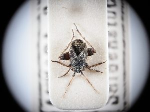  ( - BGE_ZSM_HET_0311)  @11 [ ] by-nc-sa (2024) SNSB, Staatliche Naturwissenschaftliche Sammlungen Bayerns ZSM (SNSB, Zoologische Staatssammlung Muenchen)