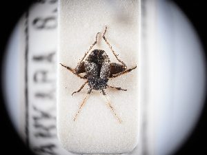  ( - BGE_ZSM_HET_0312)  @11 [ ] by-nc-sa (2024) SNSB, Staatliche Naturwissenschaftliche Sammlungen Bayerns ZSM (SNSB, Zoologische Staatssammlung Muenchen)