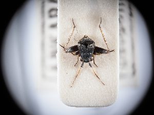  ( - BGE_ZSM_HET_0313)  @11 [ ] by-nc-sa (2024) SNSB, Staatliche Naturwissenschaftliche Sammlungen Bayerns ZSM (SNSB, Zoologische Staatssammlung Muenchen)