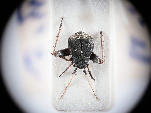  (Anapus - BGE_ZSM_HET_0314)  @11 [ ] by-nc-sa (2024) SNSB, Staatliche Naturwissenschaftliche Sammlungen Bayerns ZSM (SNSB, Zoologische Staatssammlung Muenchen)