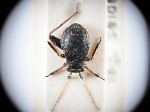  ( - BGE_ZSM_HET_0315)  @11 [ ] by-nc-sa (2024) SNSB, Staatliche Naturwissenschaftliche Sammlungen Bayerns ZSM (SNSB, Zoologische Staatssammlung Muenchen)