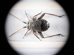  ( - BGE_ZSM_HET_0316)  @11 [ ] by-nc-sa (2024) SNSB, Staatliche Naturwissenschaftliche Sammlungen Bayerns ZSM (SNSB, Zoologische Staatssammlung Muenchen)