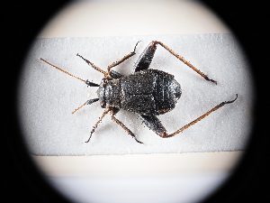  ( - BGE_ZSM_HET_0317)  @11 [ ] by-nc-sa (2024) SNSB, Staatliche Naturwissenschaftliche Sammlungen Bayerns ZSM (SNSB, Zoologische Staatssammlung Muenchen)