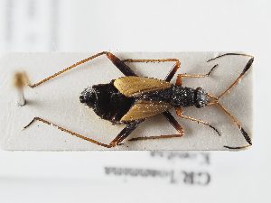  ( - BGE_ZSM_HET_0318)  @11 [ ] by-nc-sa (2024) SNSB, Staatliche Naturwissenschaftliche Sammlungen Bayerns ZSM (SNSB, Zoologische Staatssammlung Muenchen)