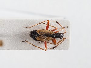  ( - BGE_ZSM_HET_0319)  @11 [ ] by-nc-sa (2024) SNSB, Staatliche Naturwissenschaftliche Sammlungen Bayerns ZSM (SNSB, Zoologische Staatssammlung Muenchen)