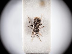  ( - BGE_ZSM_HET_0326)  @11 [ ] by-nc-sa (2024) SNSB, Staatliche Naturwissenschaftliche Sammlungen Bayerns ZSM (SNSB, Zoologische Staatssammlung Muenchen)