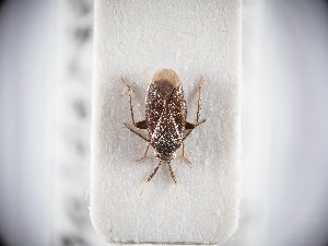  ( - BGE_ZSM_HET_0327)  @11 [ ] by-nc-sa (2024) SNSB, Staatliche Naturwissenschaftliche Sammlungen Bayerns ZSM (SNSB, Zoologische Staatssammlung Muenchen)