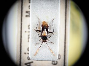  ( - BGE_ZSM_HET_0335)  @11 [ ] by-nc-sa (2024) SNSB, Staatliche Naturwissenschaftliche Sammlungen Bayerns ZSM (SNSB, Zoologische Staatssammlung Muenchen)