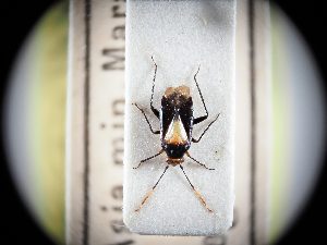  ( - BGE_ZSM_HET_0336)  @11 [ ] by-nc-sa (2024) SNSB, Staatliche Naturwissenschaftliche Sammlungen Bayerns ZSM (SNSB, Zoologische Staatssammlung Muenchen)