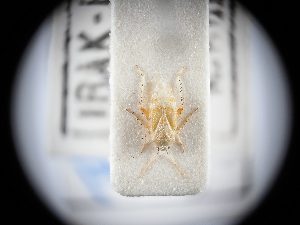  ( - BGE_ZSM_HET_0338)  @11 [ ] by-nc-sa (2024) SNSB, Staatliche Naturwissenschaftliche Sammlungen Bayerns ZSM (SNSB, Zoologische Staatssammlung Muenchen)