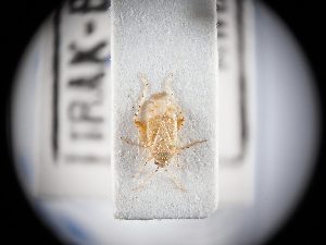  ( - BGE_ZSM_HET_0339)  @11 [ ] by-nc-sa (2024) SNSB, Staatliche Naturwissenschaftliche Sammlungen Bayerns ZSM (SNSB, Zoologische Staatssammlung Muenchen)