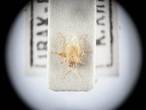  ( - BGE_ZSM_HET_0340)  @11 [ ] by-nc-sa (2024) SNSB, Staatliche Naturwissenschaftliche Sammlungen Bayerns ZSM (SNSB, Zoologische Staatssammlung Muenchen)