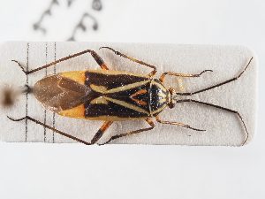  (Brachycoleus sexvittatus - BGE_ZSM_HET_0344)  @11 [ ] by-nc-sa (2024) SNSB, Staatliche Naturwissenschaftliche Sammlungen Bayerns ZSM (SNSB, Zoologische Staatssammlung Muenchen)