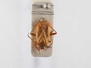  ( - BGE_ZSM_HET_0351)  @11 [ ] by-nc-sa (2024) SNSB, Staatliche Naturwissenschaftliche Sammlungen Bayerns ZSM (SNSB, Zoologische Staatssammlung Muenchen)