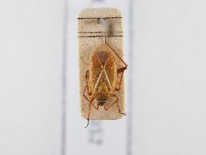  ( - BGE_ZSM_HET_0352)  @11 [ ] by-nc-sa (2024) SNSB, Staatliche Naturwissenschaftliche Sammlungen Bayerns ZSM (SNSB, Zoologische Staatssammlung Muenchen)