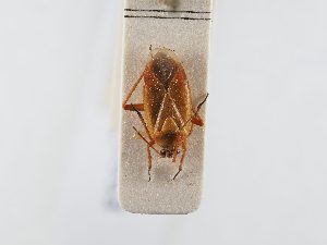  ( - BGE_ZSM_HET_0353)  @11 [ ] by-nc-sa (2024) SNSB, Staatliche Naturwissenschaftliche Sammlungen Bayerns ZSM (SNSB, Zoologische Staatssammlung Muenchen)