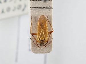  ( - BGE_ZSM_HET_0354)  @11 [ ] by-nc-sa (2024) SNSB, Staatliche Naturwissenschaftliche Sammlungen Bayerns ZSM (SNSB, Zoologische Staatssammlung Muenchen)