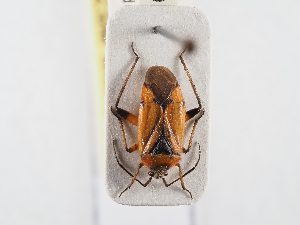  ( - BGE_ZSM_HET_0356)  @11 [ ] by-nc-sa (2024) SNSB, Staatliche Naturwissenschaftliche Sammlungen Bayerns ZSM (SNSB, Zoologische Staatssammlung Muenchen)
