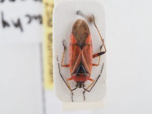  ( - BGE_ZSM_HET_0357)  @11 [ ] by-nc-sa (2024) SNSB, Staatliche Naturwissenschaftliche Sammlungen Bayerns ZSM (SNSB, Zoologische Staatssammlung Muenchen)