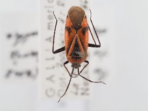  ( - BGE_ZSM_HET_0358)  @11 [ ] by-nc-sa (2024) SNSB, Staatliche Naturwissenschaftliche Sammlungen Bayerns ZSM (SNSB, Zoologische Staatssammlung Muenchen)