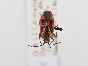  ( - BGE_ZSM_HET_0359)  @11 [ ] by-nc-sa (2024) SNSB, Staatliche Naturwissenschaftliche Sammlungen Bayerns ZSM (SNSB, Zoologische Staatssammlung Muenchen)