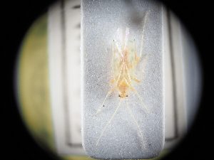  ( - BGE_ZSM_HET_0363)  @11 [ ] by-nc-sa (2024) SNSB, Staatliche Naturwissenschaftliche Sammlungen Bayerns ZSM (SNSB, Zoologische Staatssammlung Muenchen)