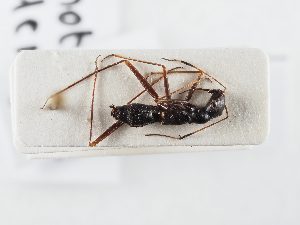  (Camponotidea - BGE_ZSM_HET_0365)  @11 [ ] by-nc-sa (2024) SNSB, Staatliche Naturwissenschaftliche Sammlungen Bayerns ZSM (SNSB, Zoologische Staatssammlung Muenchen)