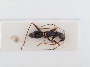  ( - BGE_ZSM_HET_0366)  @11 [ ] by-nc-sa (2024) SNSB, Staatliche Naturwissenschaftliche Sammlungen Bayerns ZSM (SNSB, Zoologische Staatssammlung Muenchen)