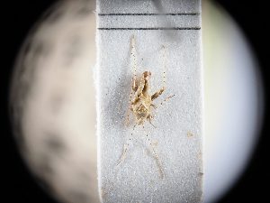  ( - BGE_ZSM_HET_0368)  @11 [ ] by-nc-sa (2024) SNSB, Staatliche Naturwissenschaftliche Sammlungen Bayerns ZSM (SNSB, Zoologische Staatssammlung Muenchen)