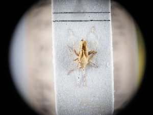  ( - BGE_ZSM_HET_0369)  @11 [ ] by-nc-sa (2024) SNSB, Staatliche Naturwissenschaftliche Sammlungen Bayerns ZSM (SNSB, Zoologische Staatssammlung Muenchen)
