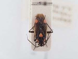  (Capsodes robustus - BGE_ZSM_HET_0377)  @11 [ ] by-nc-sa (2024) SNSB, Staatliche Naturwissenschaftliche Sammlungen Bayerns ZSM (SNSB, Zoologische Staatssammlung Muenchen)