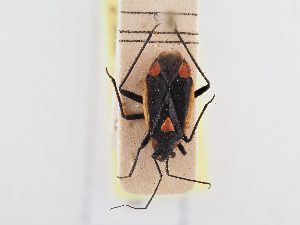  ( - BGE_ZSM_HET_0378)  @11 [ ] by-nc-sa (2024) SNSB, Staatliche Naturwissenschaftliche Sammlungen Bayerns ZSM (SNSB, Zoologische Staatssammlung Muenchen)