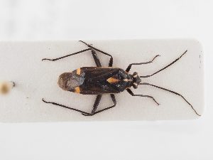  (Capsodes sulcatus - BGE_ZSM_HET_0379)  @11 [ ] by-nc-sa (2024) SNSB, Staatliche Naturwissenschaftliche Sammlungen Bayerns ZSM (SNSB, Zoologische Staatssammlung Muenchen)