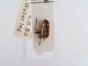  ( - BGE_ZSM_HET_0380)  @11 [ ] by-nc-sa (2024) SNSB, Staatliche Naturwissenschaftliche Sammlungen Bayerns ZSM (SNSB, Zoologische Staatssammlung Muenchen)