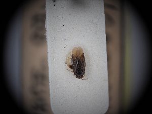  ( - BGE_ZSM_HET_0381)  @11 [ ] by-nc-sa (2024) SNSB, Staatliche Naturwissenschaftliche Sammlungen Bayerns ZSM (SNSB, Zoologische Staatssammlung Muenchen)