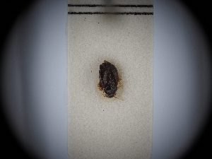  ( - BGE_ZSM_HET_0382)  @11 [ ] by-nc-sa (2024) SNSB, Staatliche Naturwissenschaftliche Sammlungen Bayerns ZSM (SNSB, Zoologische Staatssammlung Muenchen)