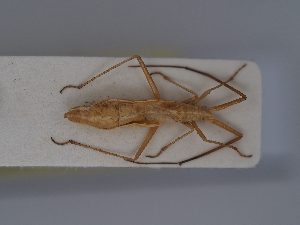  (Chorosomella - BGE_ZSM_HET_0389)  @11 [ ] by-nc-sa (2024) SNSB, Staatliche Naturwissenschaftliche Sammlungen Bayerns ZSM (SNSB, Zoologische Staatssammlung Muenchen)