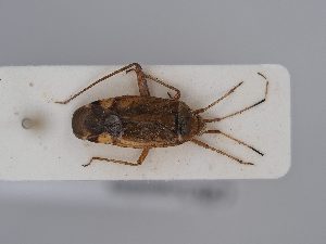  (Closterotomus annulus - BGE_ZSM_HET_0393)  @11 [ ] by-nc-sa (2024) SNSB, Staatliche Naturwissenschaftliche Sammlungen Bayerns ZSM (SNSB, Zoologische Staatssammlung Muenchen)