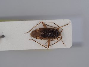  ( - BGE_ZSM_HET_0394)  @11 [ ] by-nc-sa (2024) SNSB, Staatliche Naturwissenschaftliche Sammlungen Bayerns ZSM (SNSB, Zoologische Staatssammlung Muenchen)