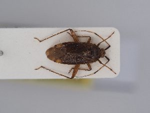  ( - BGE_ZSM_HET_0395)  @11 [ ] by-nc-sa (2024) SNSB, Staatliche Naturwissenschaftliche Sammlungen Bayerns ZSM (SNSB, Zoologische Staatssammlung Muenchen)